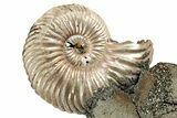 Iridescent, Pyritized Ammonite (Quenstedticeras) Fossil Display #344284-1